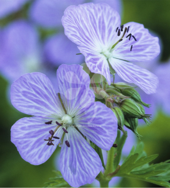 Geranium