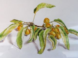 img 6600 crab apples