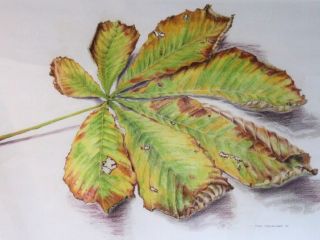 img 6500 chestnut leaf curl